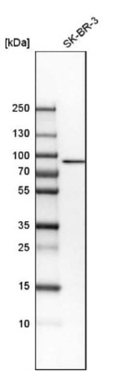 MAP3K13 Antibody, Novus Biologicals 25 &mu;L; Unlabeled:Antibodies, Polyclonal